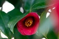 Close up shot of a Japanese camellia flower Royalty Free Stock Photo