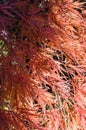 close up shot of Japanese maple autumnal foliage background Royalty Free Stock Photo