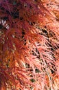 close up shot of Japanese maple autumnal foliage background Royalty Free Stock Photo