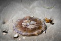 Close-up shot of a jellyfish lying in the sand of a shallow body of water