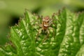 Close up shot of jumping spider on a leaf Royalty Free Stock Photo