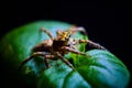 Close up shot of a jumping spider perched on leaves Royalty Free Stock Photo
