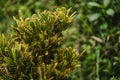 Close up shot of jungle bush plant with green nature background