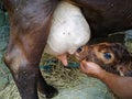 Feeding New born calf Royalty Free Stock Photo