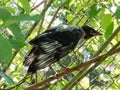 Close-up shot of the juvenile hooded crow Corvus cornix with dark plumage with blue and grey eyes sitting on a branch in a tree Royalty Free Stock Photo