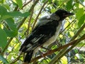 Close-up shot of the juvenile hooded crow Corvus cornix with dark plumage with blue and grey eyes sitting on a branch in a tree Royalty Free Stock Photo