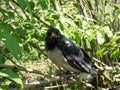 Juvenile hooded crow (Corvus cornix) with dark plumage with blue and grey eyes sitting on a branch in a tree Royalty Free Stock Photo