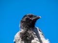 Close-up shot of the juvenile hooded crow Corvus cornix with dark plumage and with blue and grey eyes sitting on a branch of a Royalty Free Stock Photo