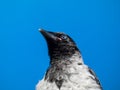 Close-up shot of the juvenile hooded crow Corvus cornix with dark plumage and with blue and grey eyes sitting on a branch of a Royalty Free Stock Photo