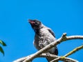 Close-up shot of the juvenile hooded crow Corvus cornix with dark plumage and with blue and grey eyes sitting on a branch of a Royalty Free Stock Photo