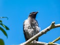 Close-up shot of the juvenile hooded crow Corvus cornix with dark plumage and with blue and grey eyes sitting on a branch of a Royalty Free Stock Photo