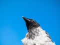 Close-up shot of the juvenile hooded crow Corvus cornix with dark plumage and with blue and grey eyes sitting on a branch of a Royalty Free Stock Photo