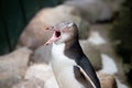 Close up portrait of juvenile yellow eyed penguin opening his mouth