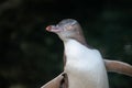 Close up portrait of juvenile yellow eyed penguin