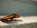 Close up shot of a Kallima inachus butterfly