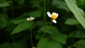 Close-up shot of a Ketul flower with bright yellow and white pistils Royalty Free Stock Photo