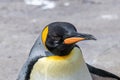 Close up shot of King Penguin - Aptenodytes patagonicus Royalty Free Stock Photo