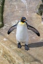 Close up shot of King Penguin - Aptenodytes patagonicus Royalty Free Stock Photo