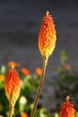 Close-up shot of Kniphofia uvaria on a gray background surrounded with greenery Royalty Free Stock Photo