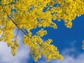 Close up shot of Koelreuteria paniculata blossom