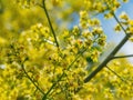 Close up shot of Koelreuteria paniculata blossom