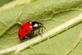 Close up shot of Lady bird on a leaf Royalty Free Stock Photo