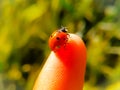 Close - Up shot of a ladybug on a Finger Royalty Free Stock Photo
