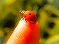 Close - Up shot of a ladybug on a Finger with blurred green background Royalty Free Stock Photo