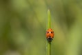 Close up shot of Ladybug INSECT