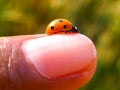 Close up shot of ladybug on the man`s finger with blurred background Royalty Free Stock Photo