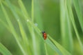 Close-up shot of a ladybug sitting on the grass Royalty Free Stock Photo