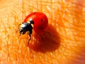 Close-up shot of a ladybug sitting on a skin Royalty Free Stock Photo