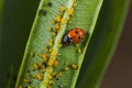 Close-up shot of a ladybug and small yellow bugs perched on the underside of a leaf