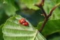 Close up shot of ladybugs making love on green leaves in a spring garden close-up Royalty Free Stock Photo