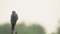 Close up shot of Laggar or lugger falcon or Falco jugger perched at tal chhapar sanctuary rajasthan india