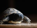 Close-up shot of a land turtle on a dark background Royalty Free Stock Photo