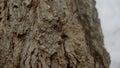 close-up shot of larch tree trunks