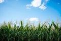 Close-up shot of large green corn field