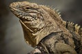 Close-up shot of a large lizard looking to the side, showcasing its eyes and teeth