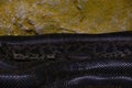 Close-up shot of a large long black snake Royalty Free Stock Photo