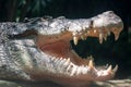 Close up shot of a large sungei buaya or crocodile white lurking