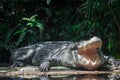 Close up shot of a large sungei buaya or crocodile white lurking