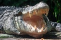 Close up shot of a large sungei buaya or crocodile white lurking