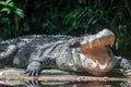 Close up shot of a large sungei buaya or crocodile white lurking Royalty Free Stock Photo