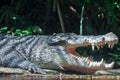 Close up shot of a large sungei buaya or crocodile white lurking