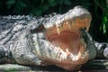 Close up shot of a large sungei buaya or crocodile white lurking