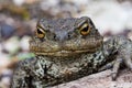 Close up shot of a large toad resting on a wooden trunk Royalty Free Stock Photo