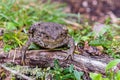 Close up shot of a large toad resting on a wooden trunk Royalty Free Stock Photo