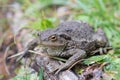 Close up shot of a large toad resting on a wooden trunk Royalty Free Stock Photo