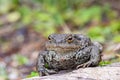 Close up shot of a large toad resting on a wooden trunk Royalty Free Stock Photo